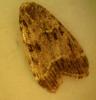 Eudonia mercurella